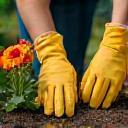 Jardinier entretenant des massifs fleuris